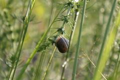 Fruticicola fruticum