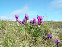 Oxytropis middendorffii