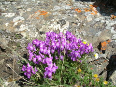 Oxytropis middendorffii