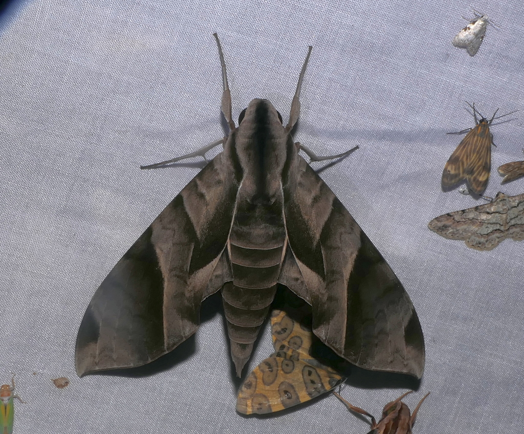Eumorpha obliquus