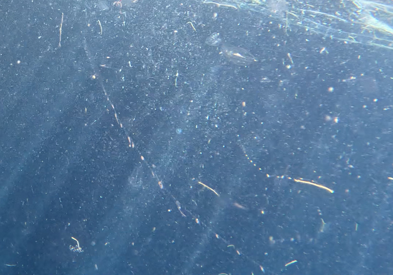 Common Siphonophore