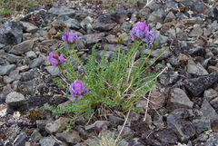 Oxytropis middendorffii