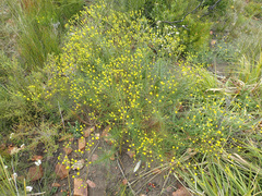 Senecio chrysocoma