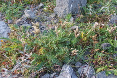 Oxytropis middendorffii