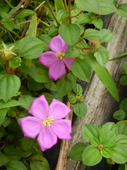 Heterotis rotundifolia