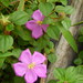 Trailing Rock-Rose - Photo (c) Annika T, some rights reserved (CC BY-NC), uploaded by Annika T
