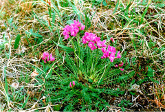 Oxytropis middendorffii