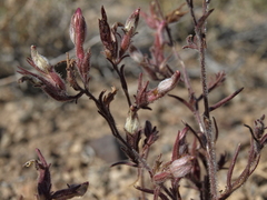 Cordylanthus kingii helleri