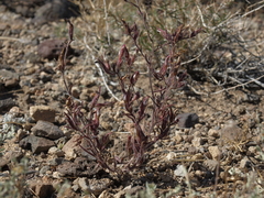Cordylanthus kingii helleri