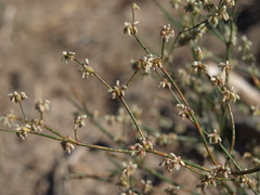 Eriogonum baileyi baileyi