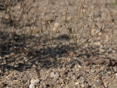 Eriogonum baileyi baileyi