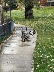Branta canadensis