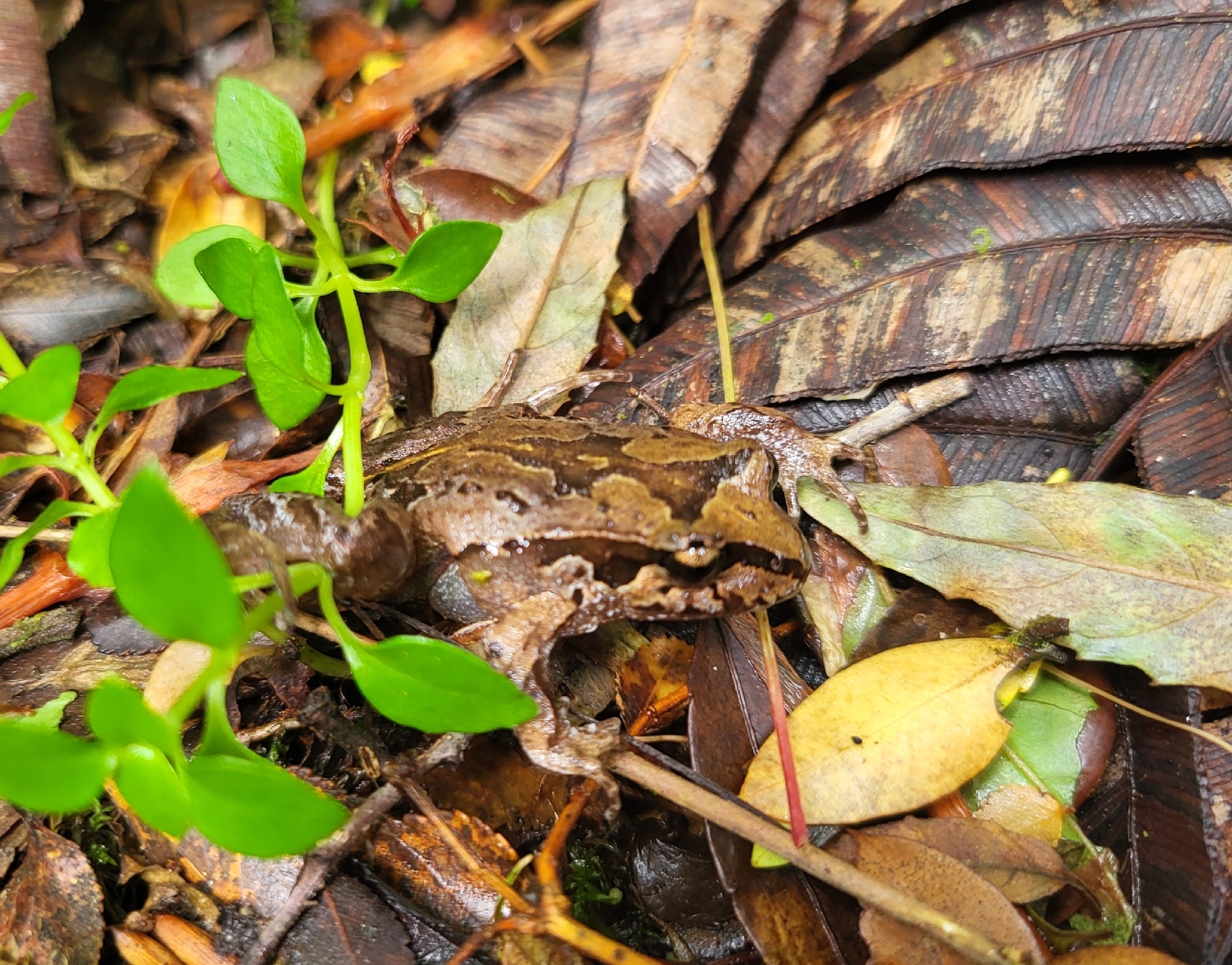 Eupsophus calcaratus (Günther, 1881)