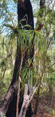 Dracophyllum elegantissimum