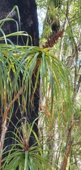 Dracophyllum elegantissimum