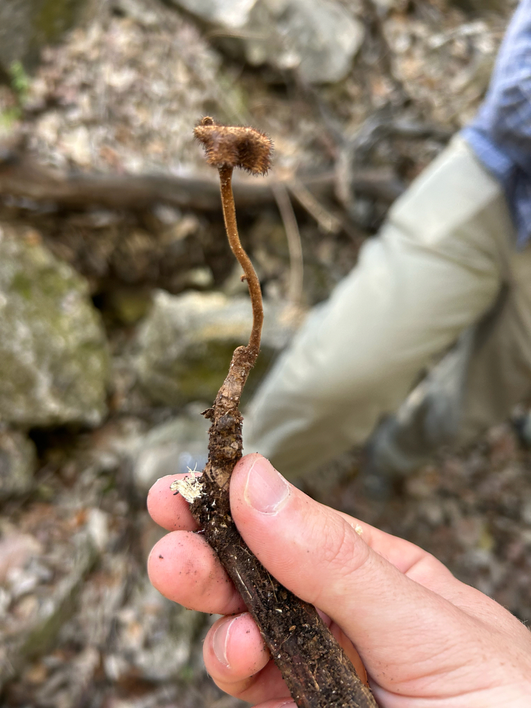 Panus sp. 'tephroleucus-PR01'
