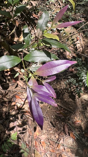 Syzygium championii observed 2026-03-12