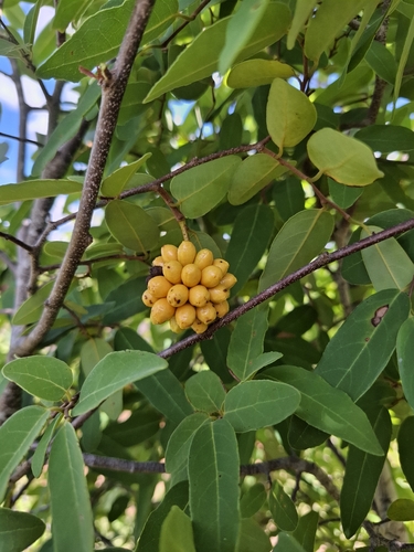 Annona leptopetala (Annona leptopetala)
