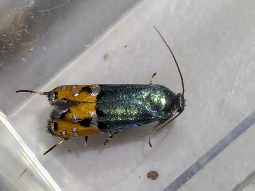 Lepidotarphius perornatella photo 3