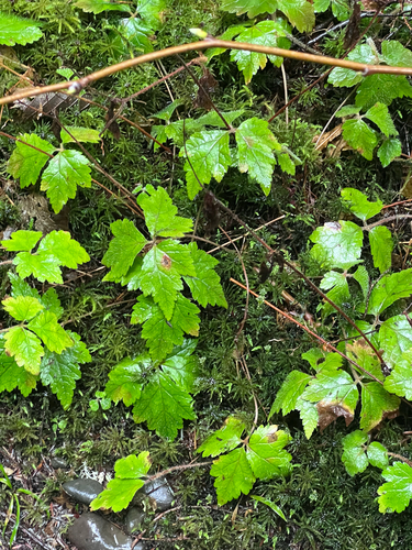 Threeleaf Foamflower (Tiarella trifoliata)