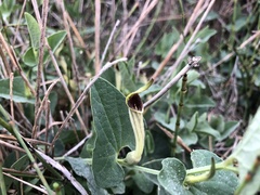 Aristolochia paucinervis