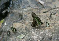 Graphium agamemnon agamemnon