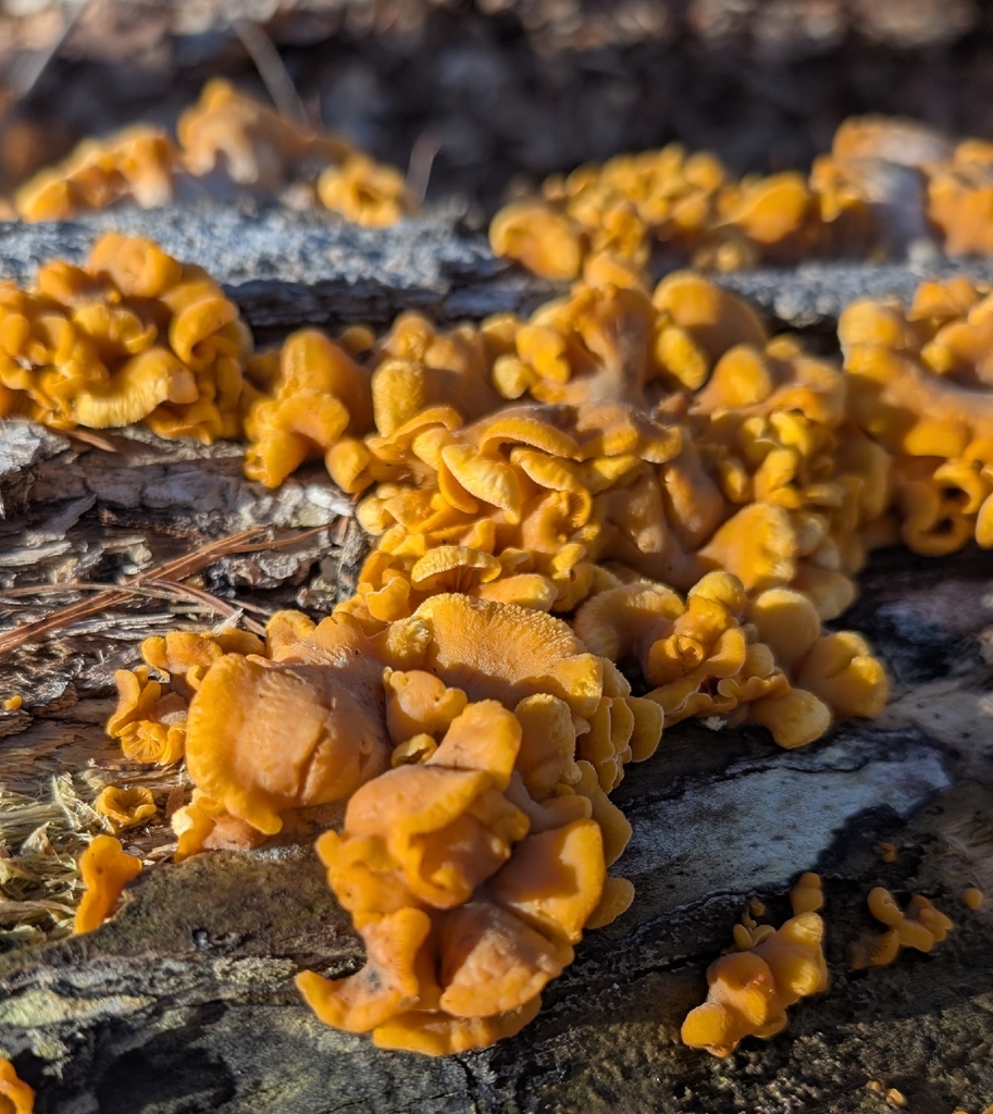 Panellus stipticus · March 2026 · photo: © alan_prather (iNaturalist, cc0)