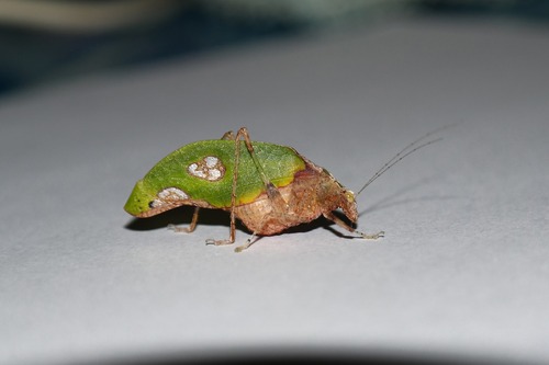Pycnopalpa bicordata