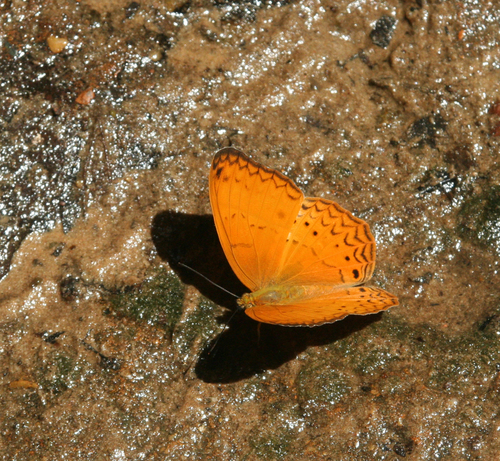 Common Yeoman
