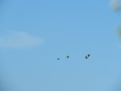 Amazona xantholora