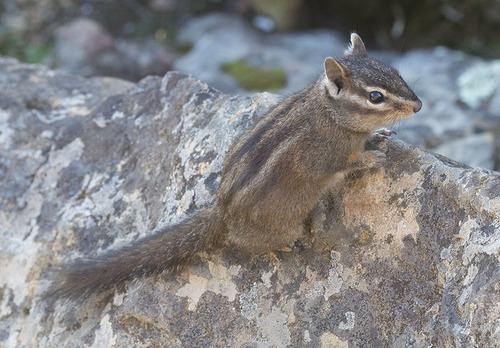 Sonoma Chipmunk