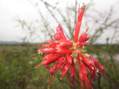 Fouquieria macdougalii