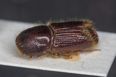 Ips sexdentatus