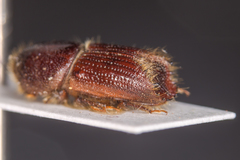 Ips sexdentatus