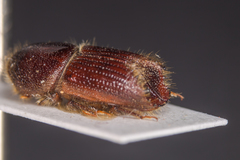 Ips sexdentatus