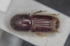 Ips sexdentatus