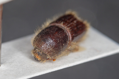 Ips sexdentatus