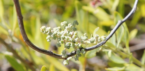 Image of Chenopodium baccatum by (c) Margaret Langley, some rights reserved (CC BY)