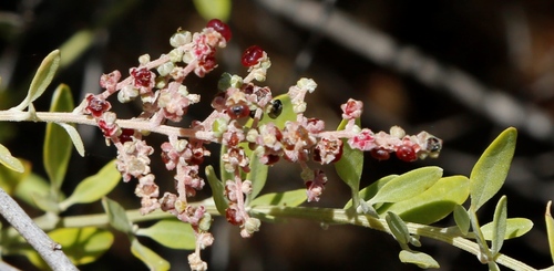 Image of Berry Saltbush (Chenopodium baccatum) by (c) Margaret Langley, some rights reserved (CC BY)