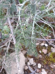 Foeniculum