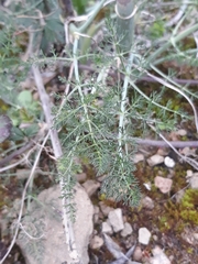 Foeniculum