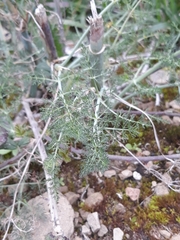 Foeniculum