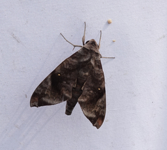 Acosmeryx pseudonaga