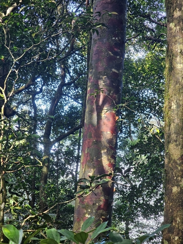 Agathis atropurpurea observed 2026-02-25