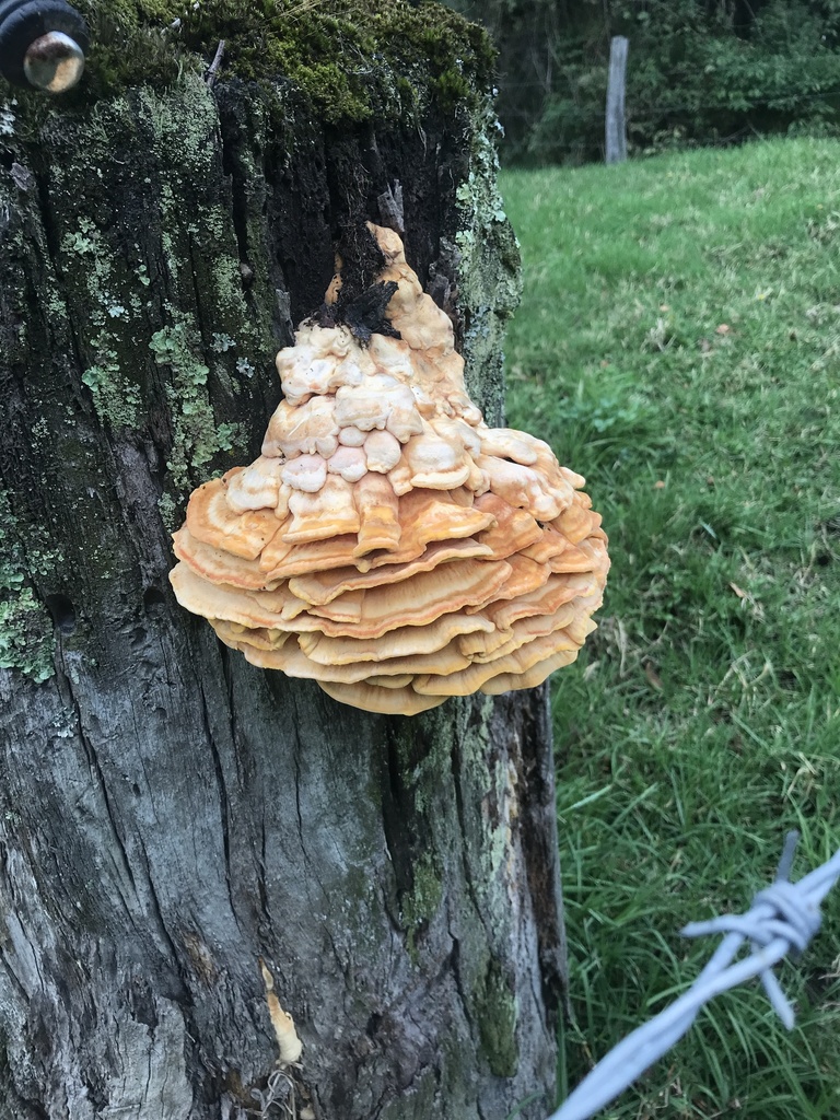 Laetiporus gilbertsonii · March 2026 · photo: © paganka (iNaturalist, cc-by-nc)