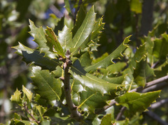 Quercus durata
