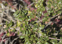 Quercus durata