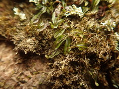 Hymenophyllum armstrongii