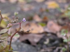 Lobelia heyneana