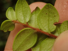 Metrosideros carminea